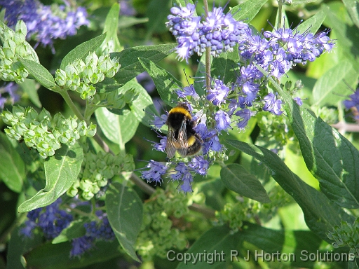 Russian Sage